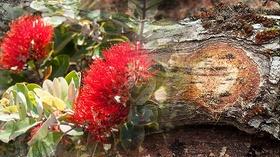 Video thumbnail: Insights on PBS Hawaiʻi Rapid ʻŌhiʻa Death