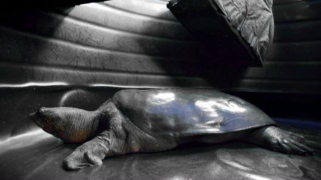 Creature Clip: Yangtze Giant Softshell Turtle