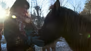 Saving Wisconsin's rare Ojibwe ponies
