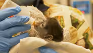 BABY MONKEY AT THE ZOO