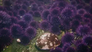 How Purple Sea Urchins are Taking Over California's Coastal Waters