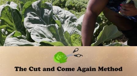 Video thumbnail: Let's Grow Stuff The Cut and Come Again Method