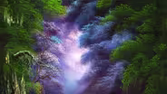 Enchanted Forest
