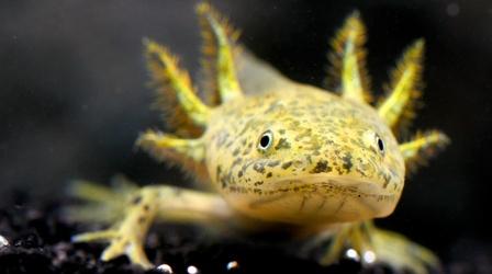 Video thumbnail: Deep Look The Axolotl Salamander Doesn’t Wanna Grow Up