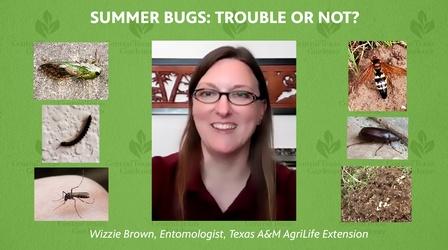 Video thumbnail: Central Texas Gardener Summer Bugs: Trouble or Not?