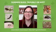 Summer Bugs: Trouble or Not?