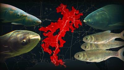 We Brought This Fish To America. Now We Can't Get Rid Of It