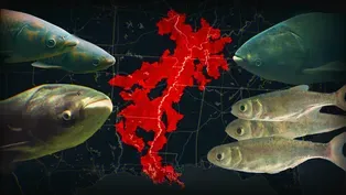 We Brought This Fish To America. Now We Can't Get Rid Of It