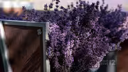 Studio Twelve_ Ep. 17 Titanic Memories to Colorado Stories of Resilience