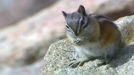 Video thumbnail: NatureScene Rocky Mountain National Park (2000)