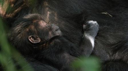 Video thumbnail: Animal Babies: First Year on Earth Baby Nyakabara
