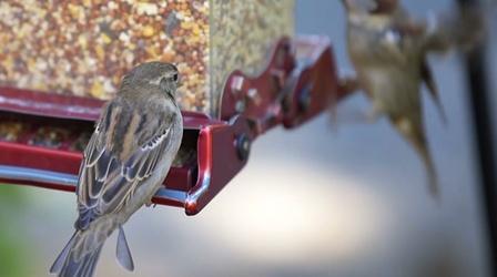 Video thumbnail: Untamed Creating Backyard Habitats for Wildlife