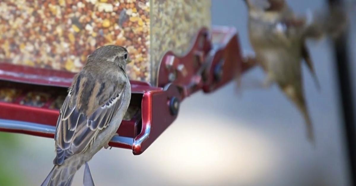 Sdpb Create Untamed | Creating Backyard Habitats for Wildlife | Season 2 | Episode ...