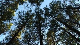 Video thumbnail: Virginia Home Grown Silvopasture: How Livestock Helps Trees