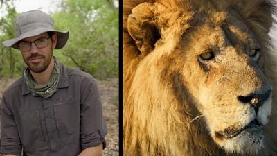 Big Cat Experts Answer Questions About Lions, Leopards and Cheetahs