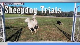 Video thumbnail: Carolina Impact Rural Hill's Sheep Dog Trials