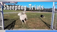 Rural Hill's Sheep Dog Trials