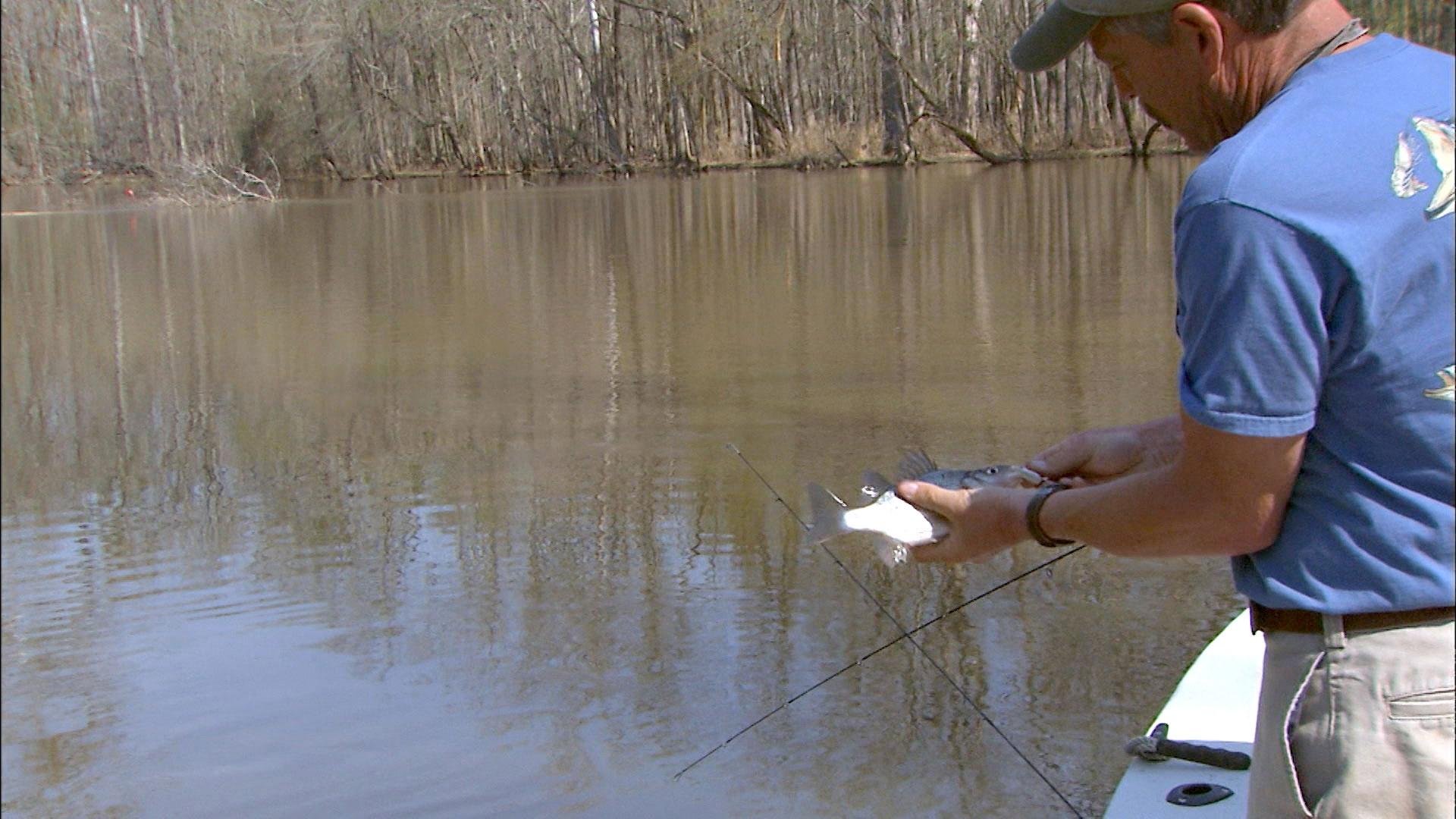 Carolina Outdoor Journal, Light Tackle for White Perch on the Roanoke  River, Season 6, Episode 22