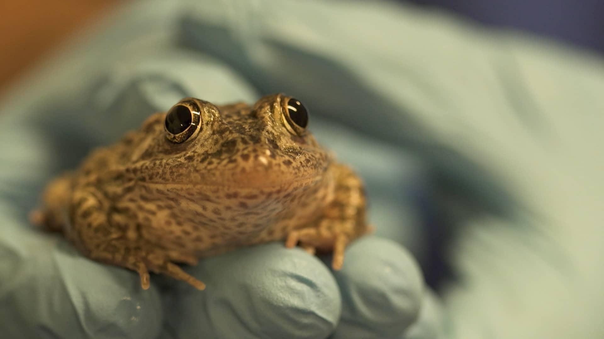 Oh hoppy days! Tiny endangered frog successfully bred
