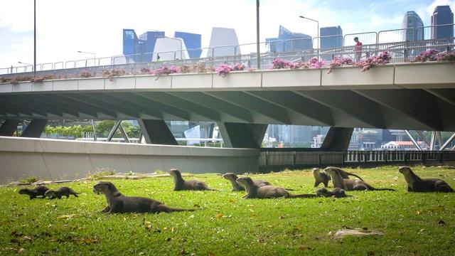 An Otter Family in Singapore Move Den for the First Time