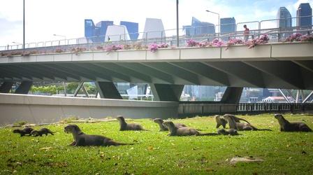 An Otter Family in Singapore Move Den for the First Time