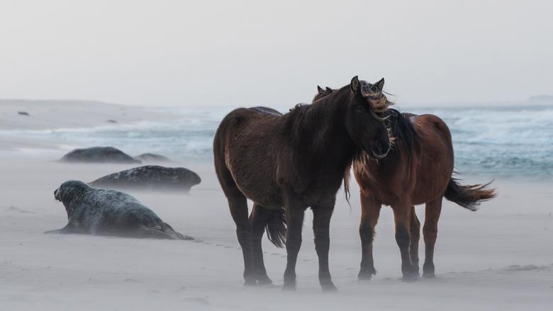 Changing Seas Image