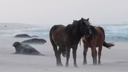 1802 The Seals of Sable Island