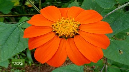 Video thumbnail: You Bet Your Garden You Bet Your Garden Ep. 127
