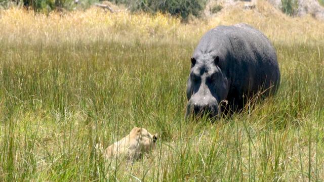 Nature | Hippos Battle Lions and Hyenas Over Carcass