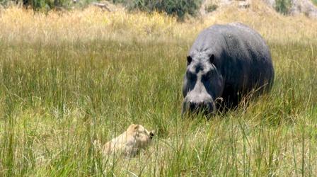 Video thumbnail: Nature Hippos Battle Lions and Hyenas Over Carcass