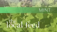 Mint | Collard City Growers