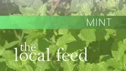 Mint | Collard City Growers