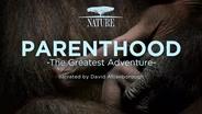 TRAILER | NAAT 4407 | Parenthood | Series Sell