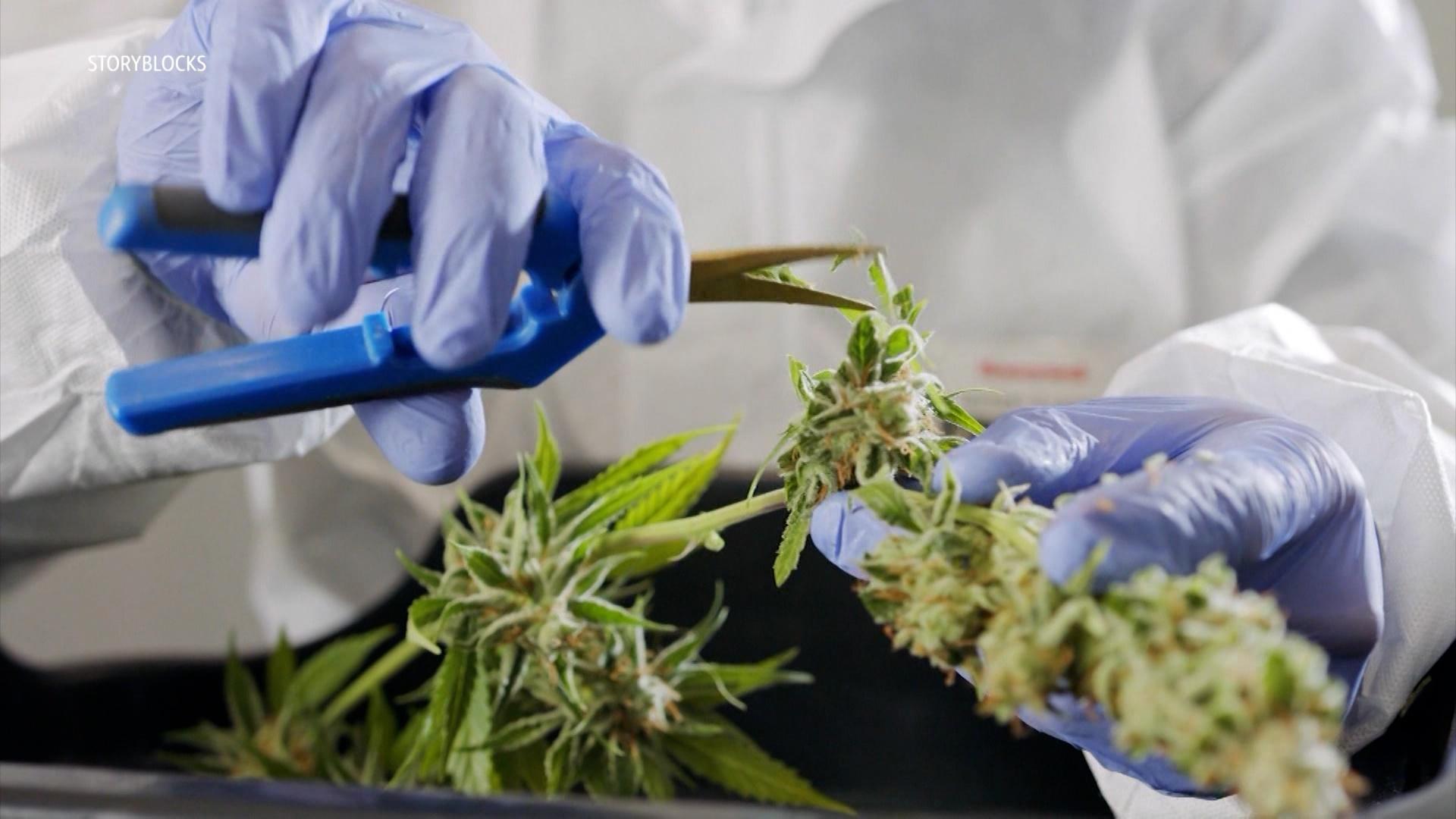 Discussing Kentucky's Medical Cannabis Program