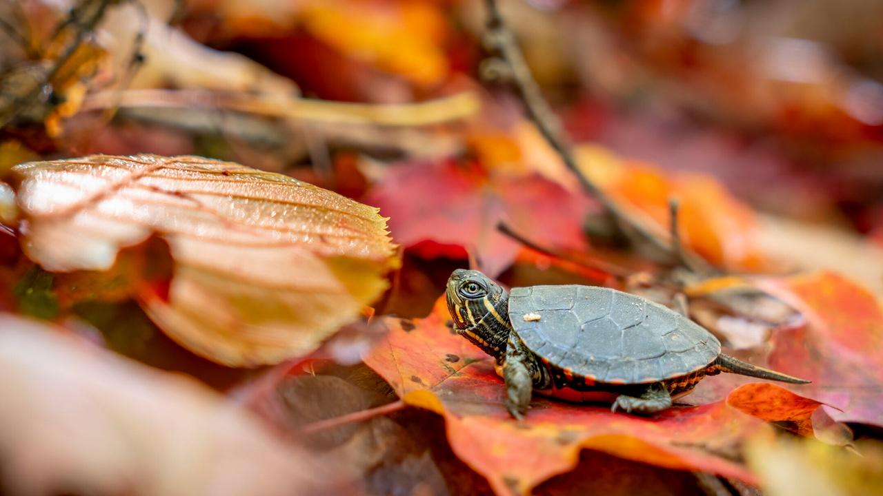 Nature Big Little Journeys: Home airing Wed, Jul 22 7:00 pm