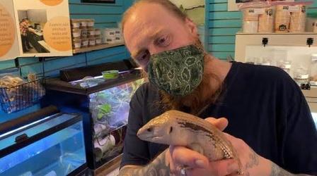 Video thumbnail: The Slice Spiders, Snakes, and Lizards, Oh My!