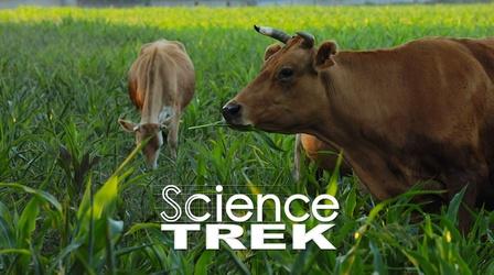 Video thumbnail: Science Trek Digestive System: Cow Stomach Investigation