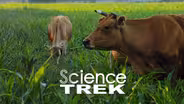 Digestive System: Cow Stomach Investigation