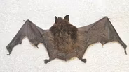 White-nose syndrome is hitting west coast bats