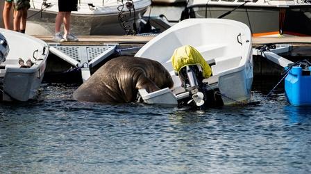 Video thumbnail: PBS NewsHour Freya the walrus gains fans one seafaring vessel at a time