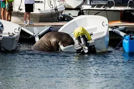 Freya the walrus gains fans one seafaring vessel at a time