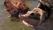 Lowcountry Predators