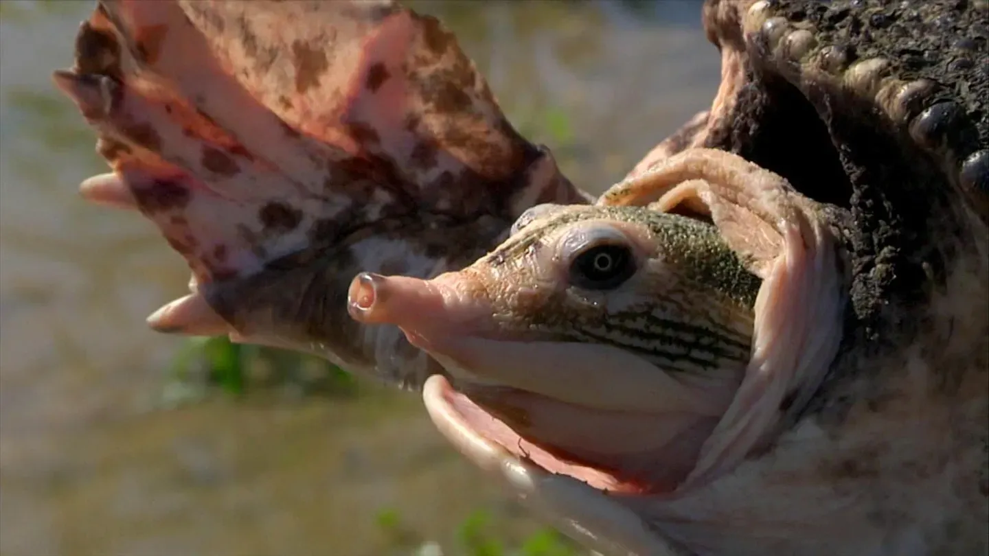 Lowcountry Predators