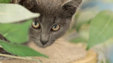 Video thumbnail: Animal Talk Trap, Neuter, Release (TNR)