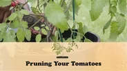 Pruning Your Tomatoes