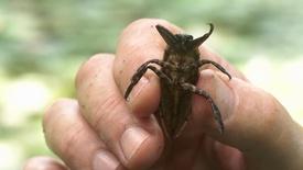The Hidden World of Aquatic Invertebrates: asset-mezzanine-16x9