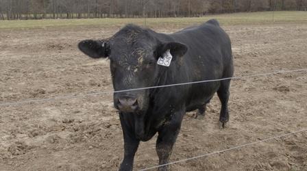 Video thumbnail: Show-Me Ag Missouri Cattle Industry