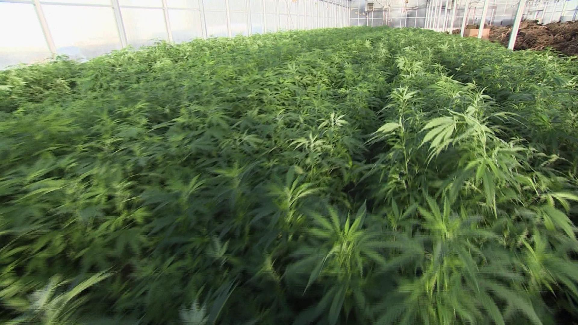Growing Hemp in Minnesota