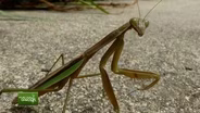 You Bet Your Garden Ep. 137 Praying Mantis