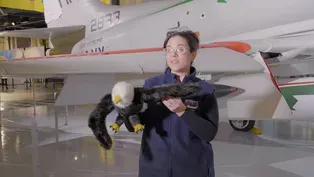 What Do Birds and Planes Have In Common?